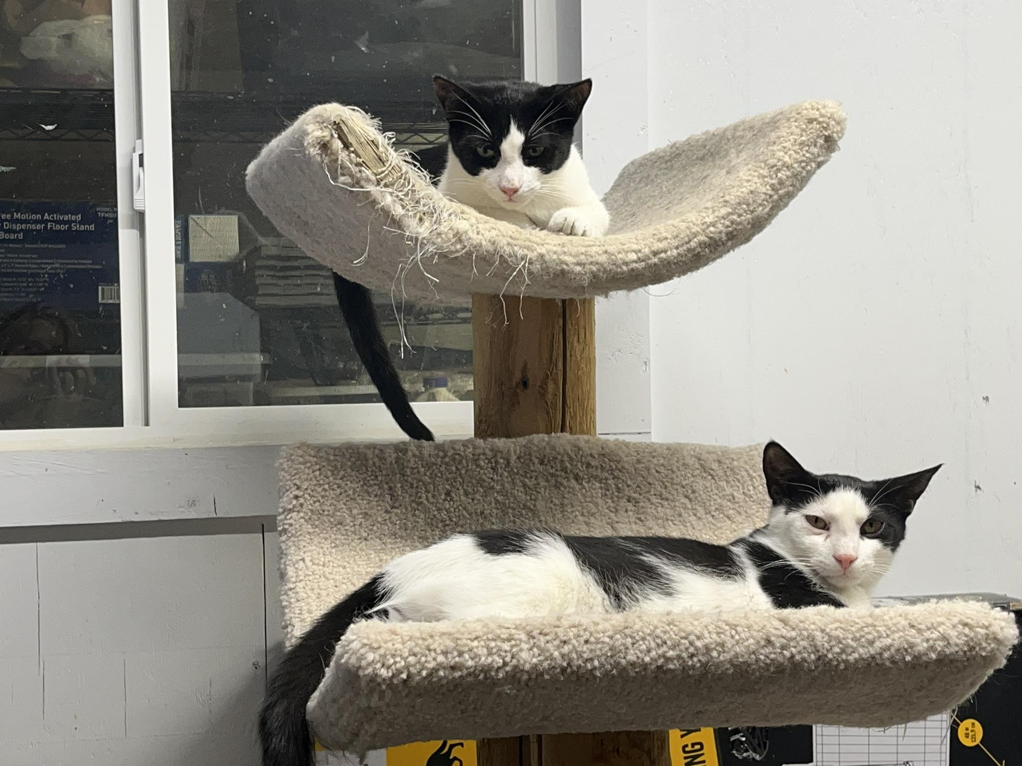 Enlarge Jenn, a Adopted Domestic Short Hair in Brighton, MI image 4/6