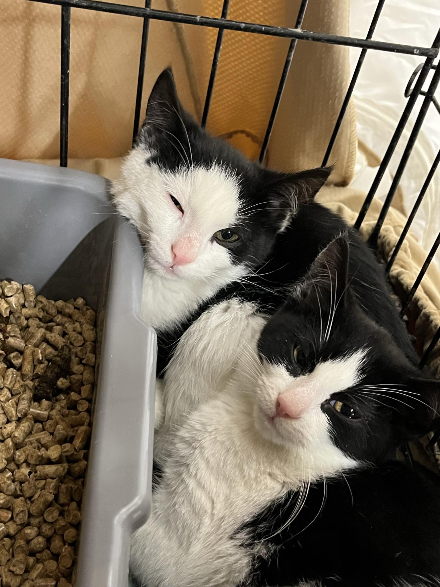 Enlarge Jenn, a Adopted Domestic Short Hair in Brighton, MI image 5/6