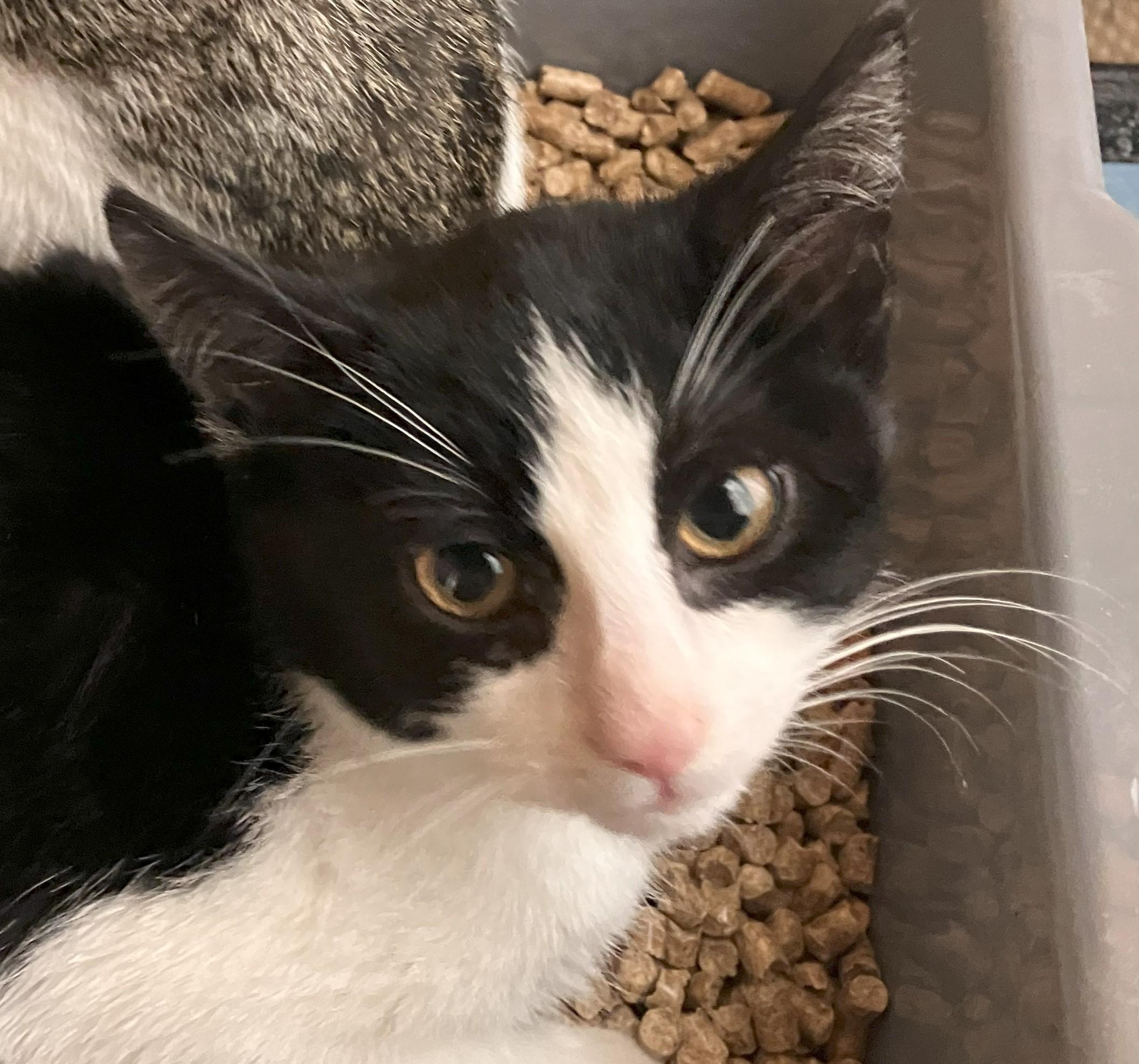 Enlarge Jenn, a Adopted Domestic Short Hair in Brighton, MI image 6/6