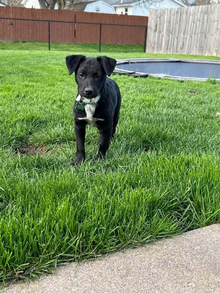 Rapunzel, Adoptable, Puppy Female Shepherd.