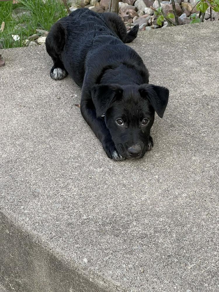 Enlarge Rapunzel, a Adoptable mixed breed in Amherst, NY image 2/6