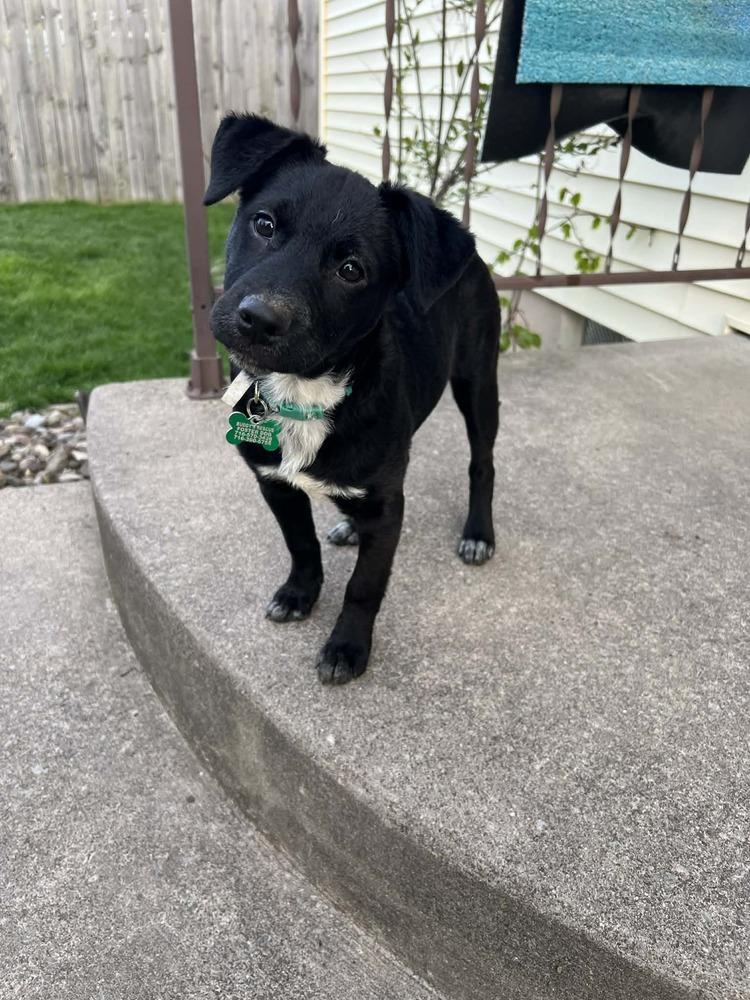 Enlarge Rapunzel, a Adoptable mixed breed in Amherst, NY image 3/6