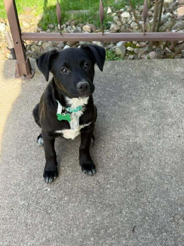 Enlarge Rapunzel, a Adoptable mixed breed in Amherst, NY image 4/6