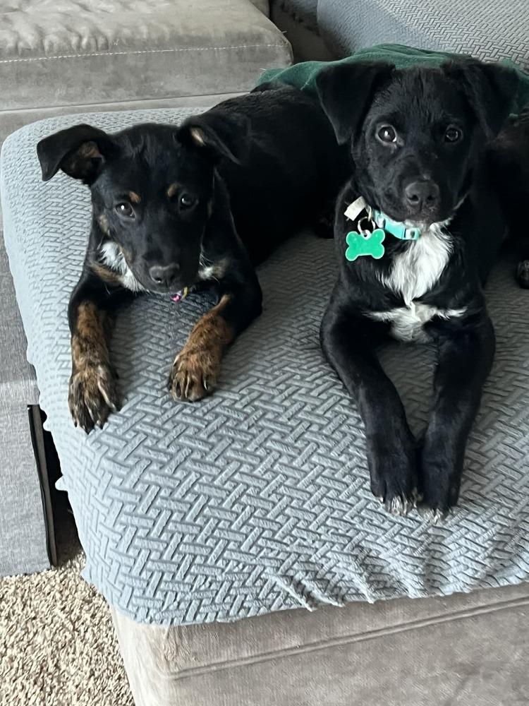 Enlarge Rapunzel, a Adoptable mixed breed in Amherst, NY image 5/6