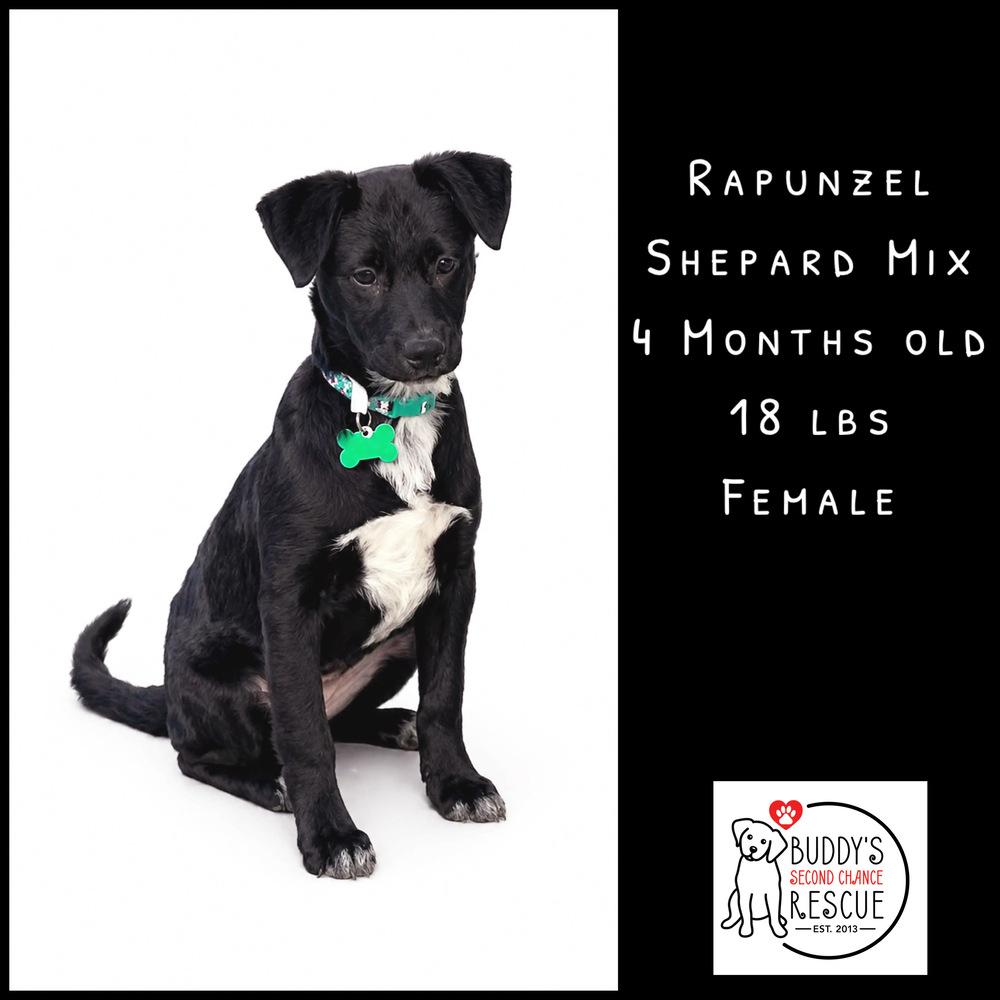 Enlarge Rapunzel, a Adoptable mixed breed in Amherst, NY image 6/6