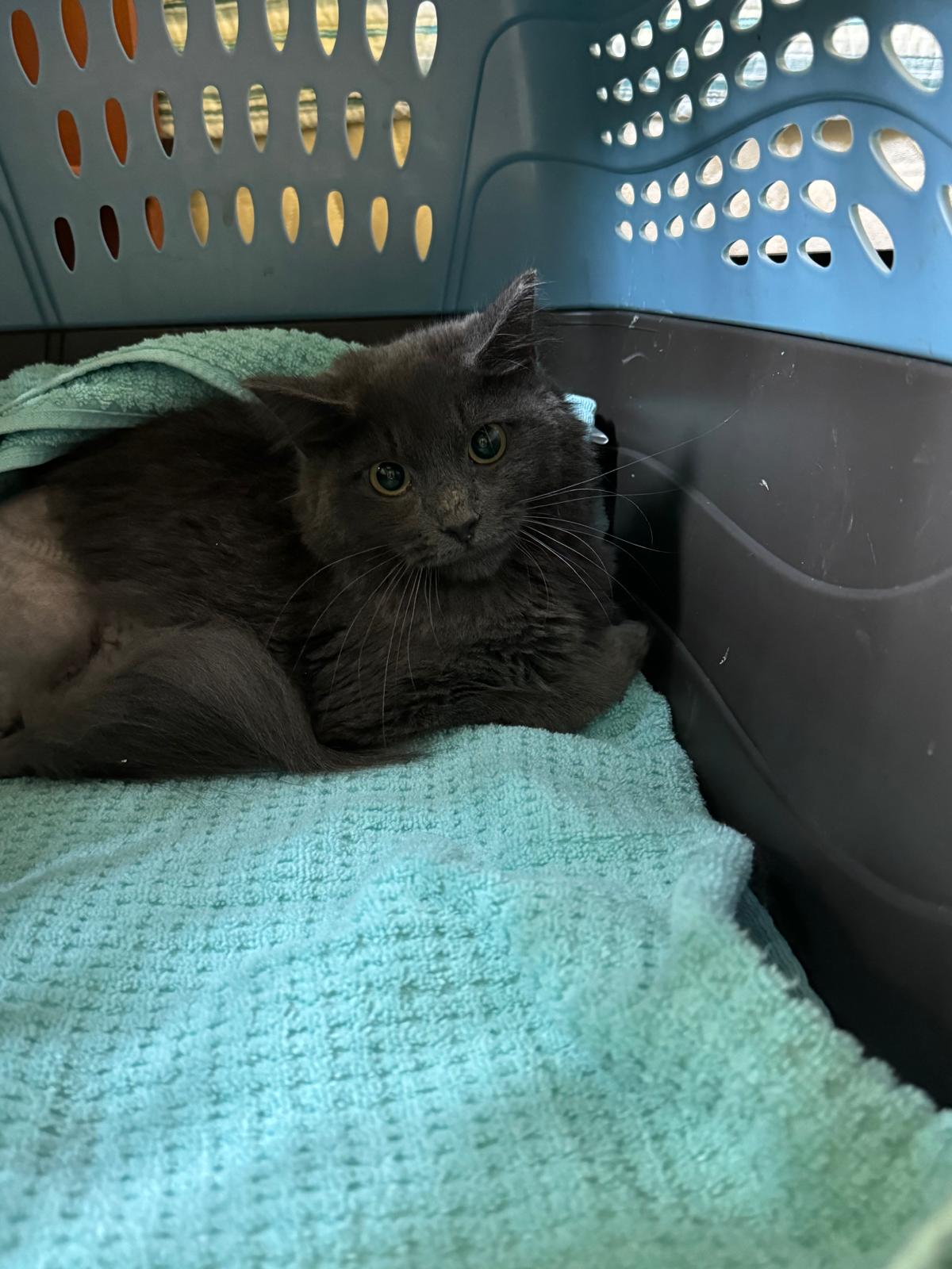 Enlarge Unique (Sponsorship), a Adoptable Domestic Medium Hair in Woodbridge, VA image 1/2