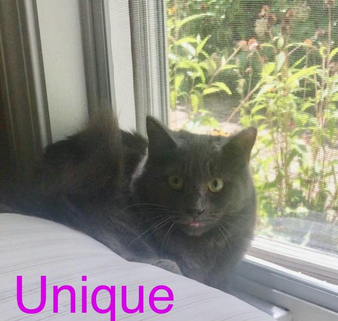 Enlarge Unique (Sponsorship), a Adoptable Domestic Medium Hair in Woodbridge, VA image 2/2