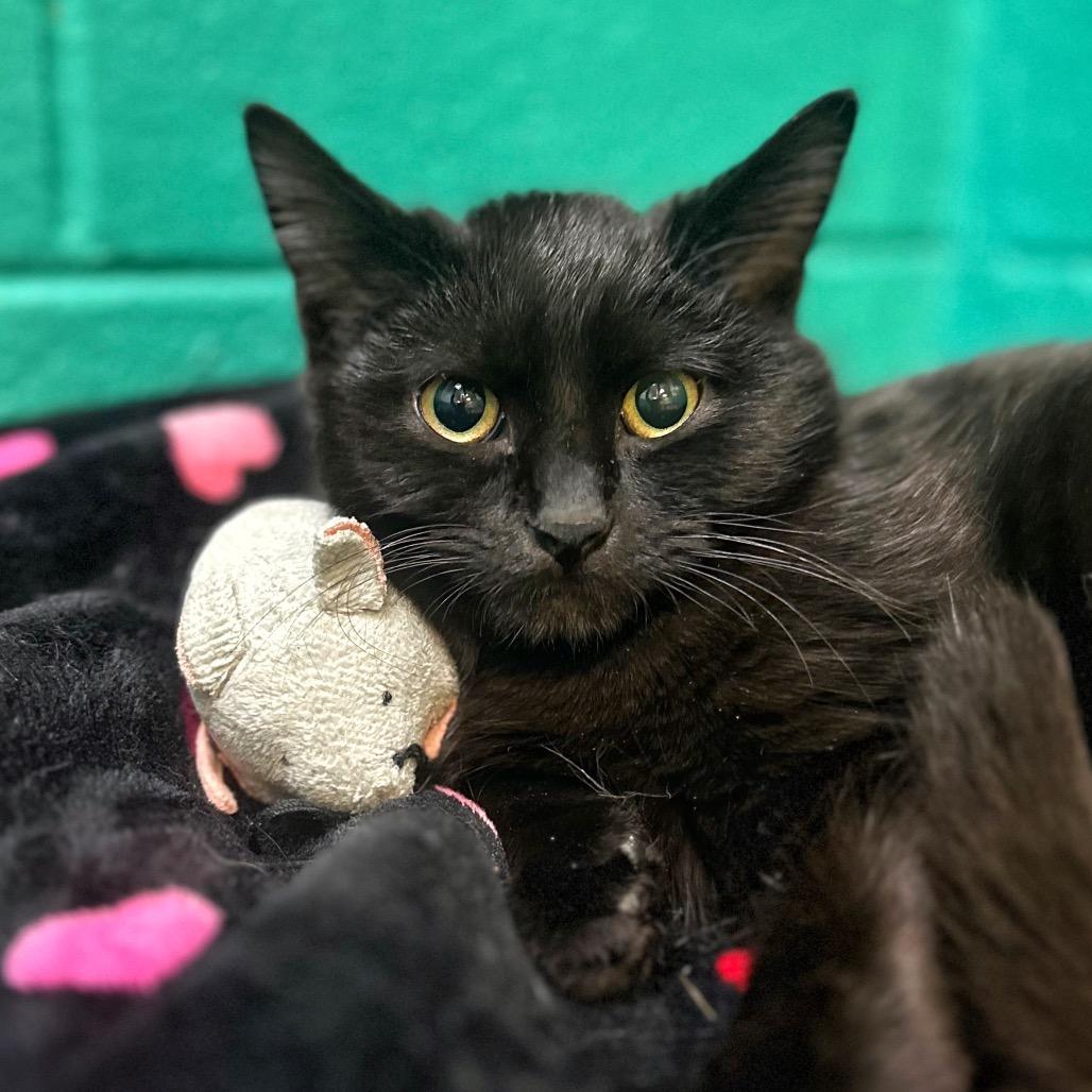 Magenta, Adoptable, Kitten Female Domestic Short Hair.