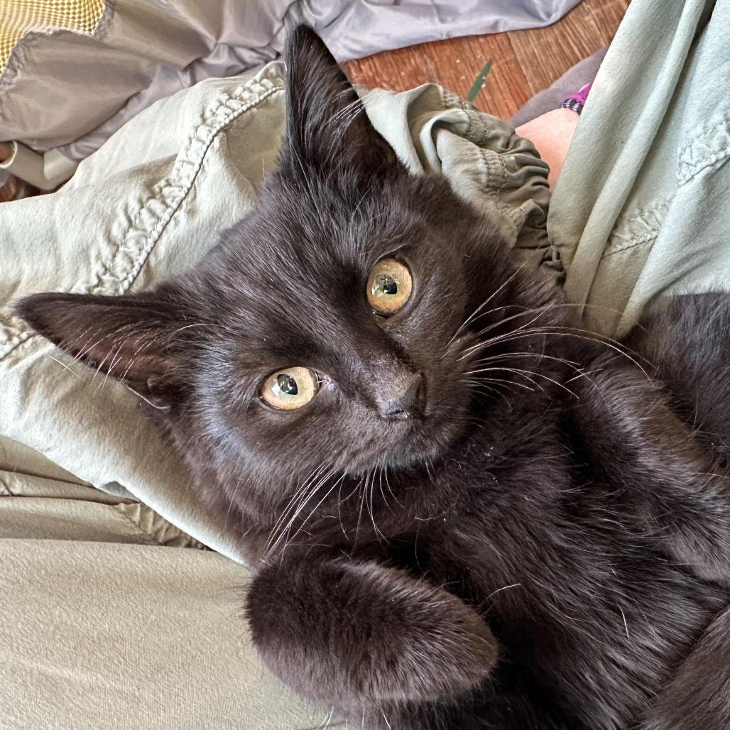 Magenta, Adoptable, Kitten Female Domestic Short Hair.