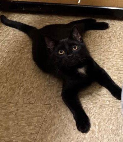 Enlarge Harry, a Adoptable Domestic Short Hair in Spring Lake, NJ image 1/1