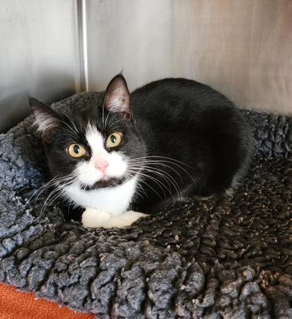 Enlarge Ruby, a ADOPTABLE mixed breed in Fairfield, IA image 1/1