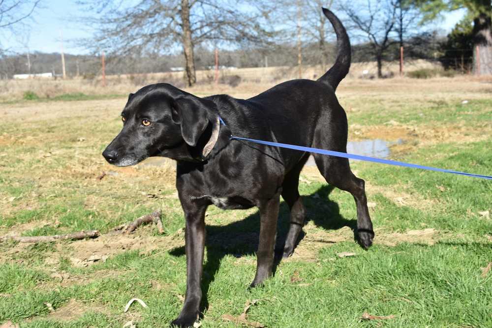 Gypsy, Adopted, Adult Female Labrador Retriever.