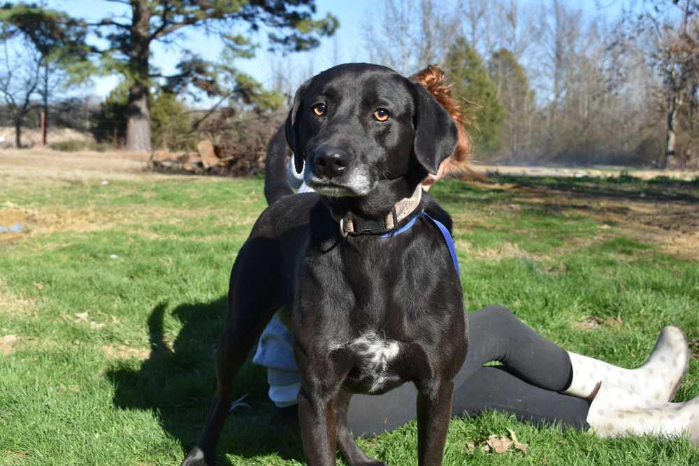 Gypsy, a Adopted mixed breed image 2/2