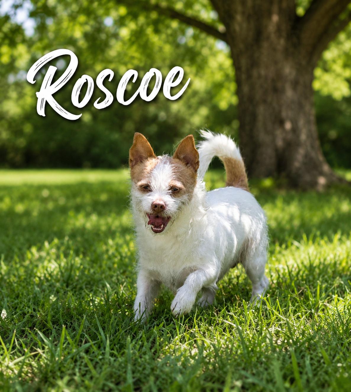 Roscoe, ADOPTABLE, Adult Male Jack Russell Terrier.