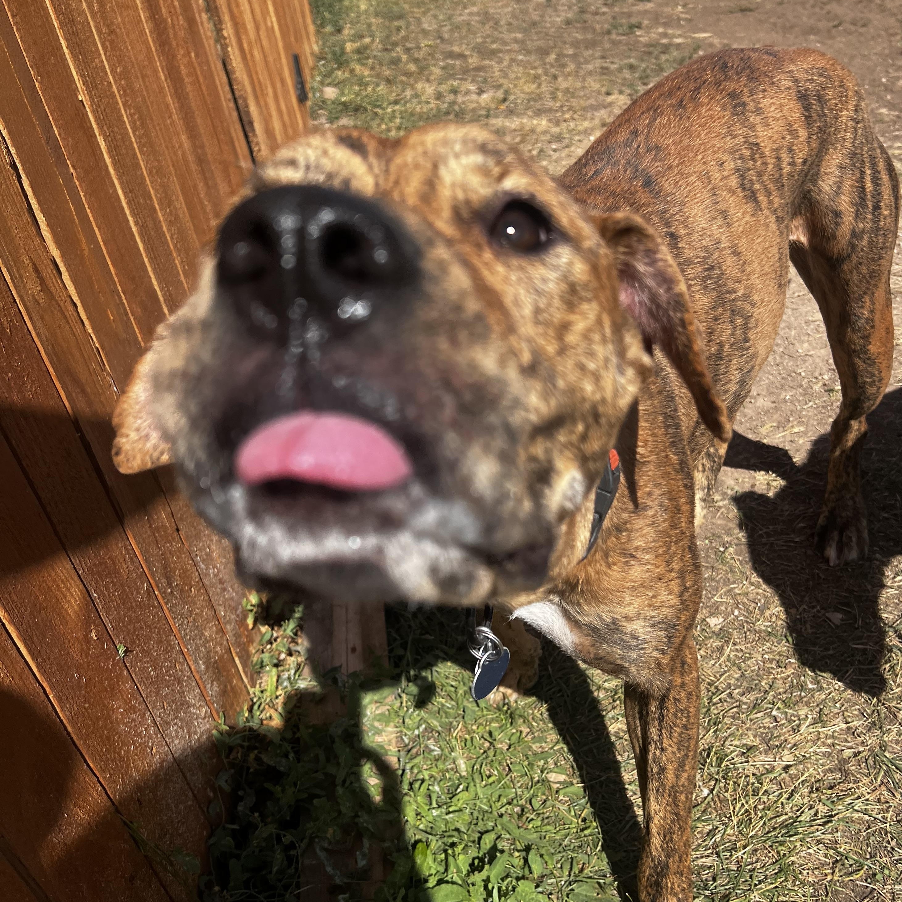 Selena, a Adoptable mixed breed in Estes Park, CO image 4/6
