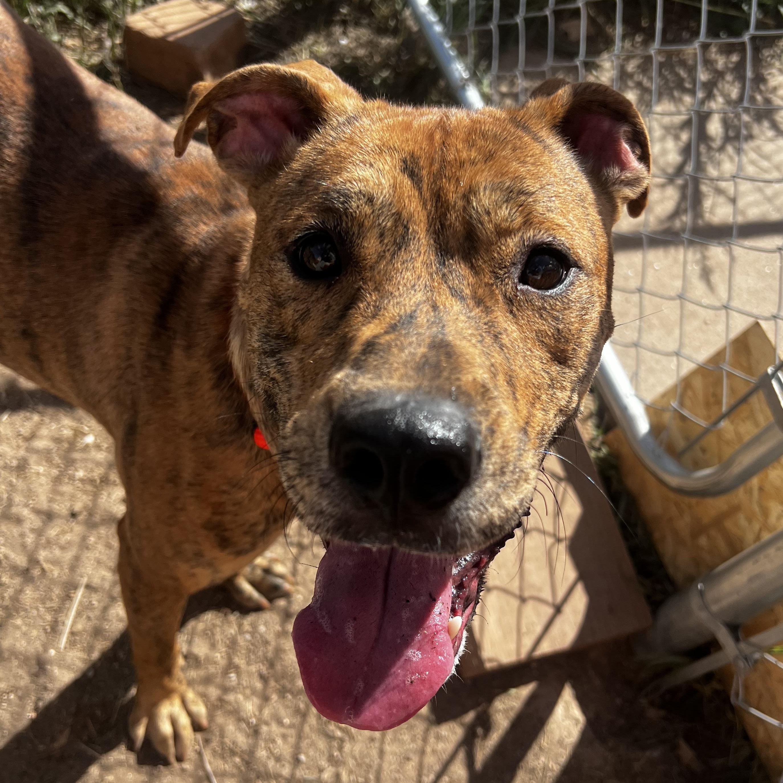 Selena, a Adoptable mixed breed in Estes Park, CO image 2/6