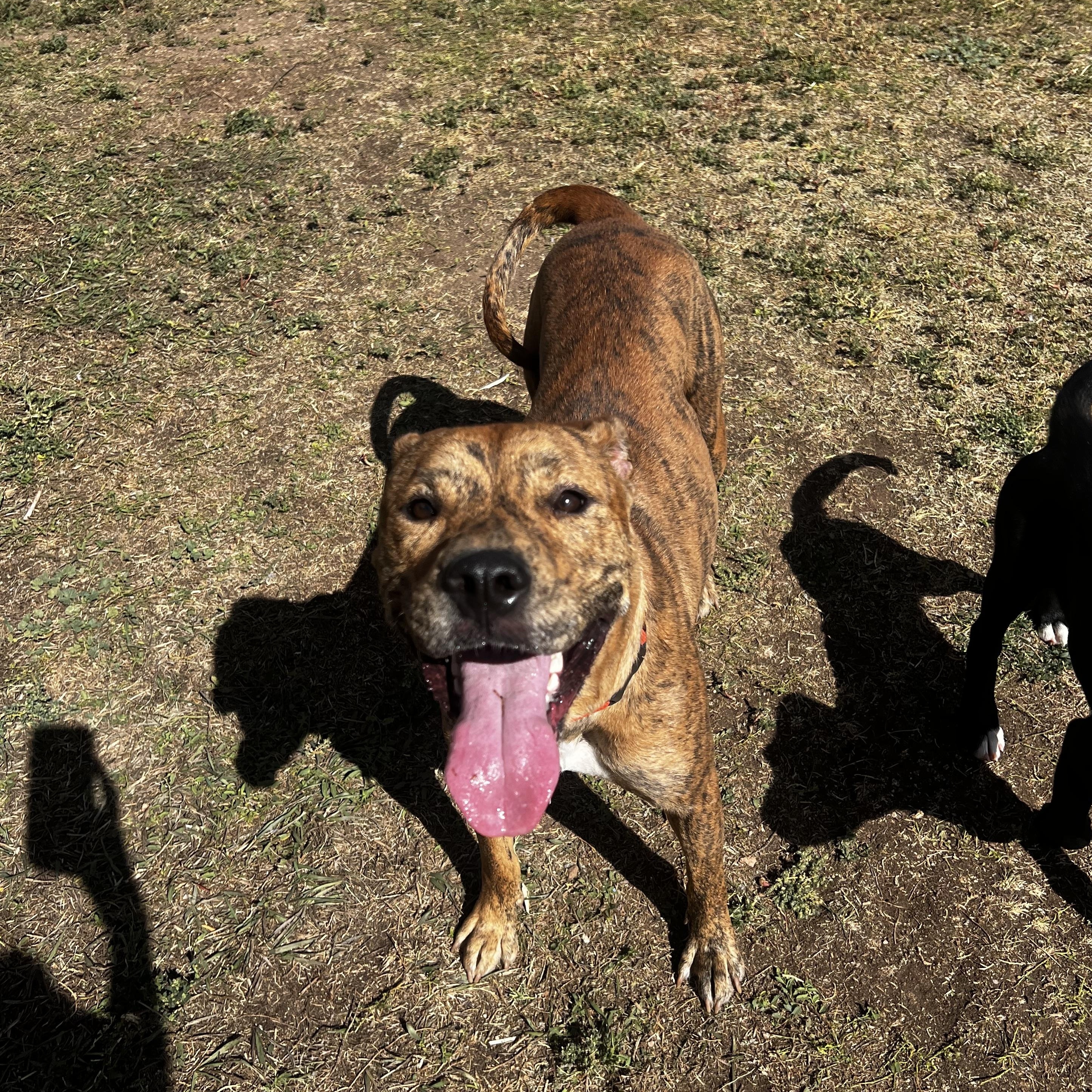 Selena, a Adoptable mixed breed in Estes Park, CO image 5/6