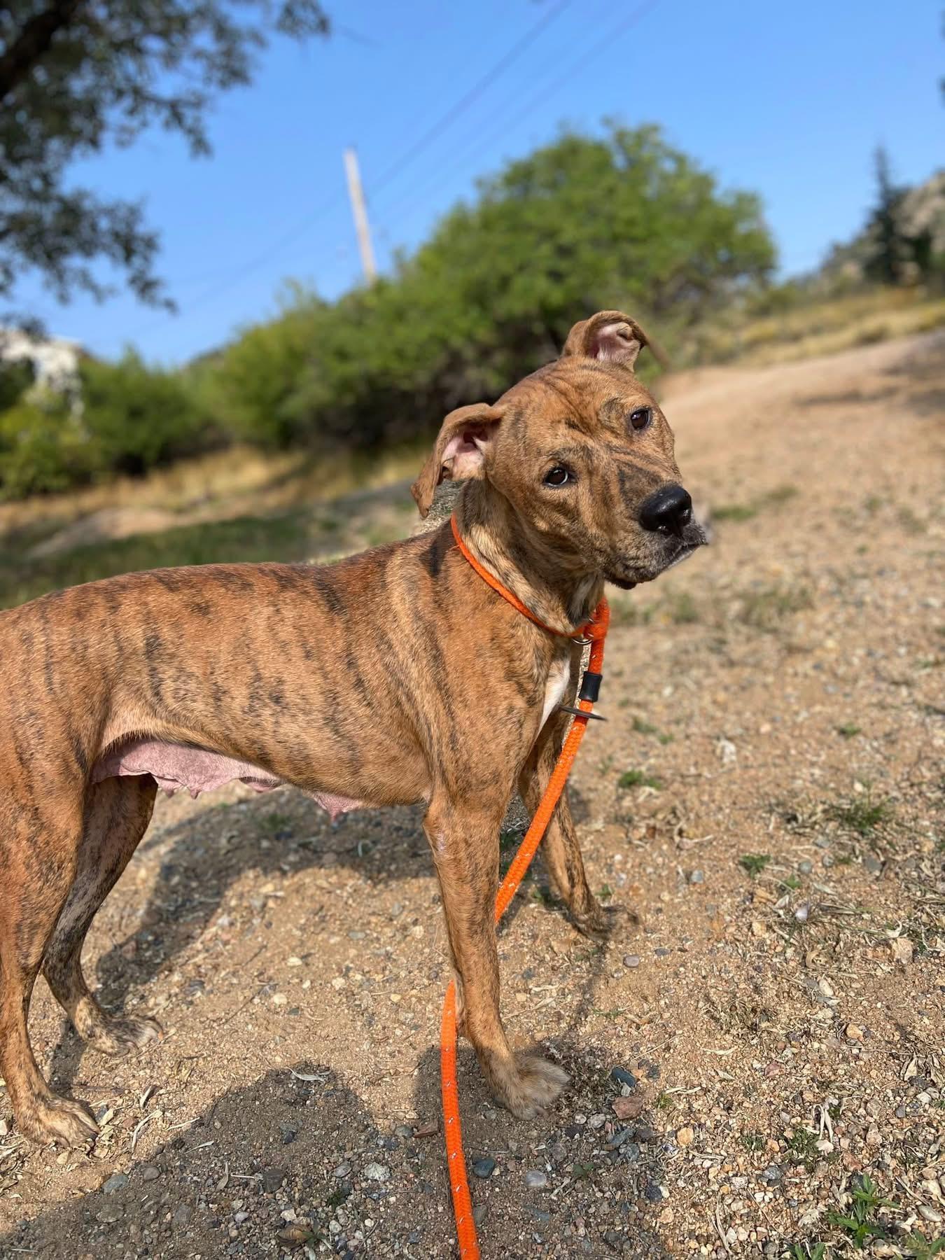 Selena, a Adoptable mixed breed in Estes Park, CO image 6/6