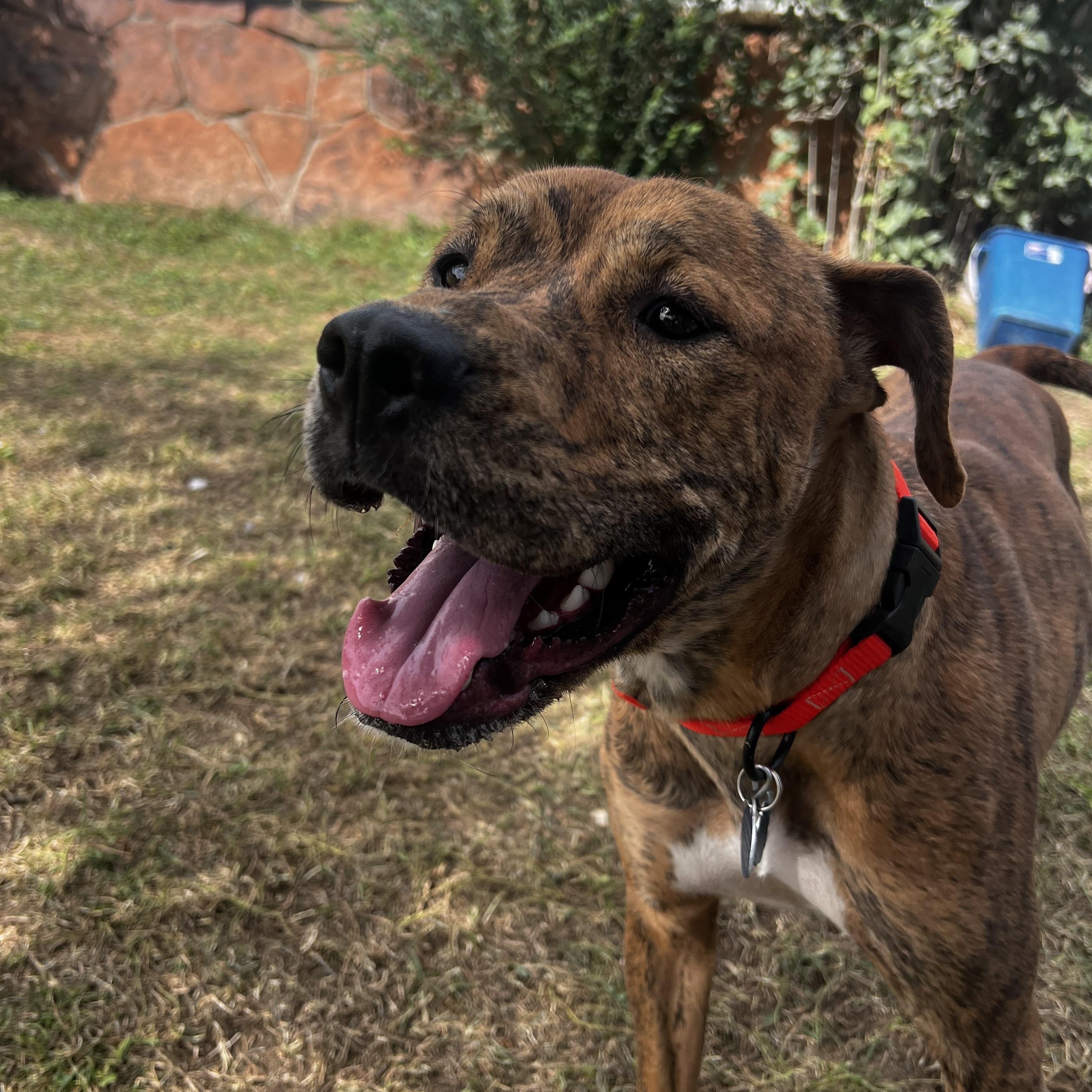 Selena, Adoptable, Young Female Boxer & Mountain Cur.