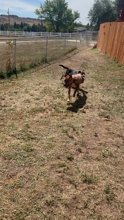 Enlarge Selena, a Adoptable mixed breed in Estes Park, CO video 3/6