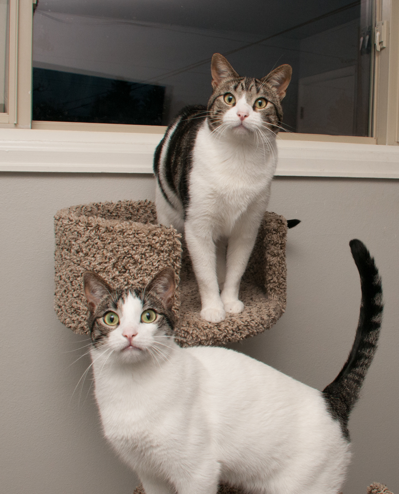 Snow (gets adopted with Mac) photo 2