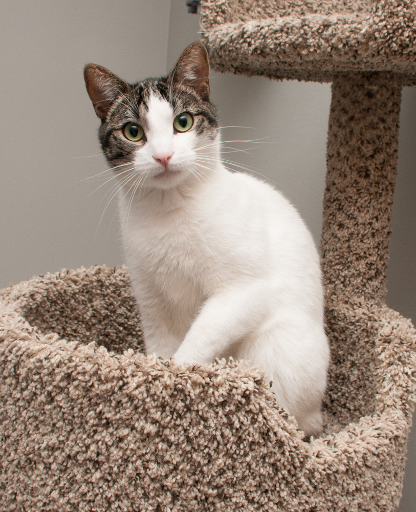 Snow (gets adopted with Mac) photo 3