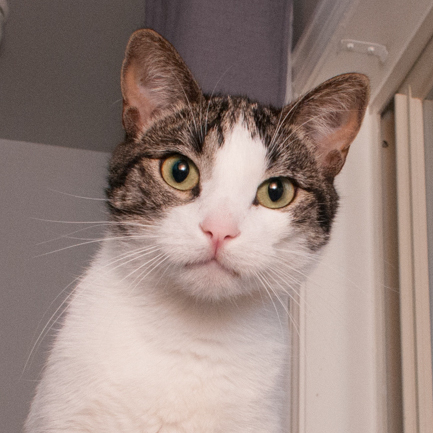 Snow (gets adopted with Mac)