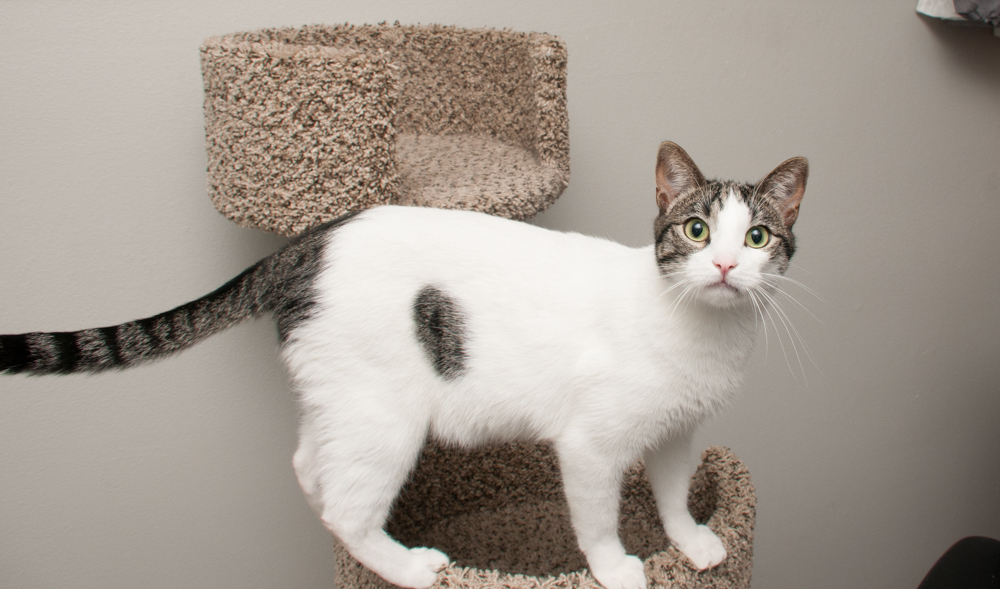 Snow (gets adopted with Mac) photo 4