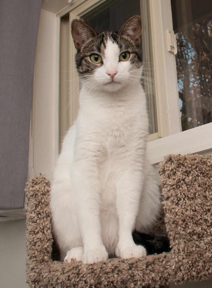 Snow (gets adopted with Mac) photo 6