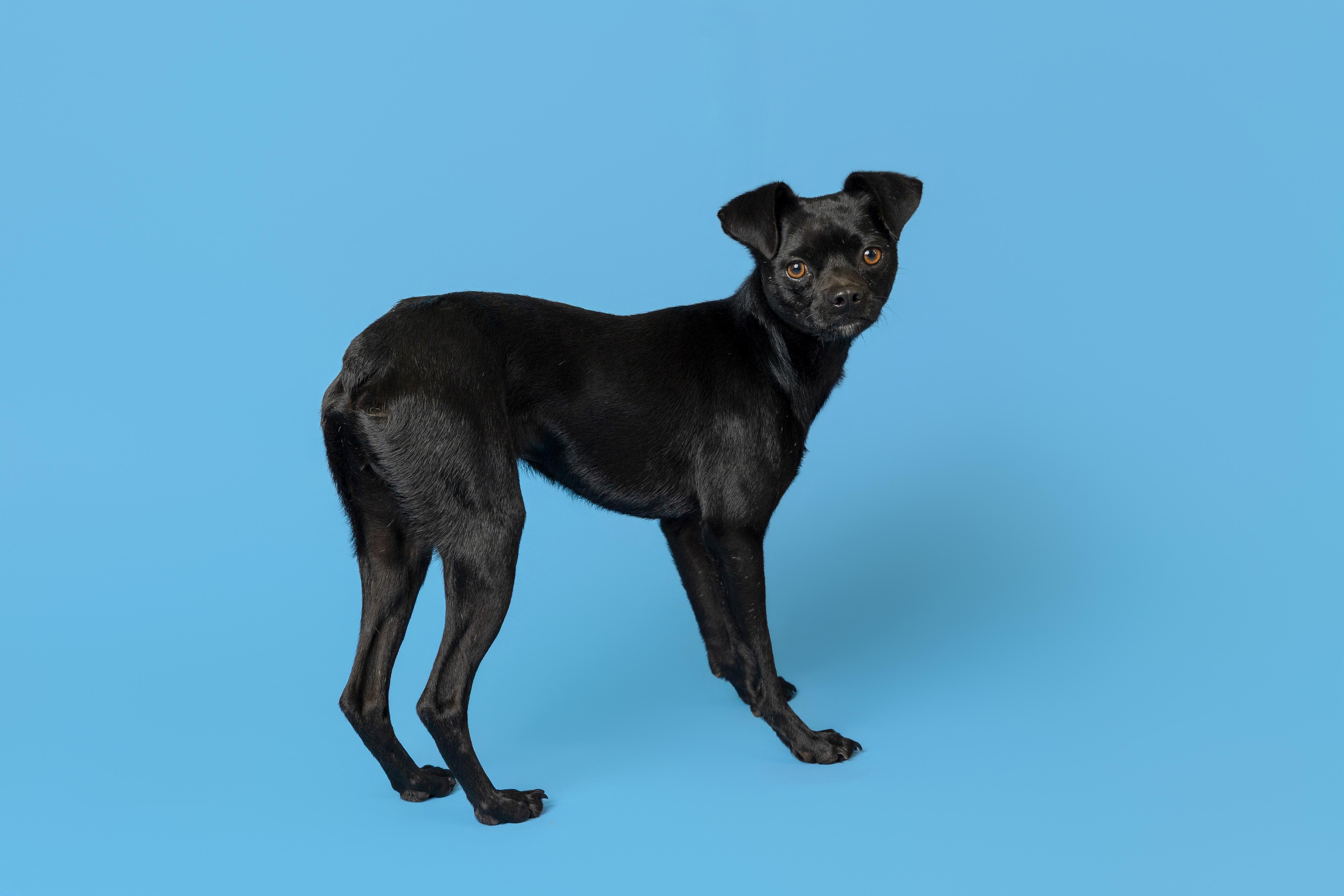 Elvis, a Adoptable mixed breed in Pawleys Island, SC image 2/4