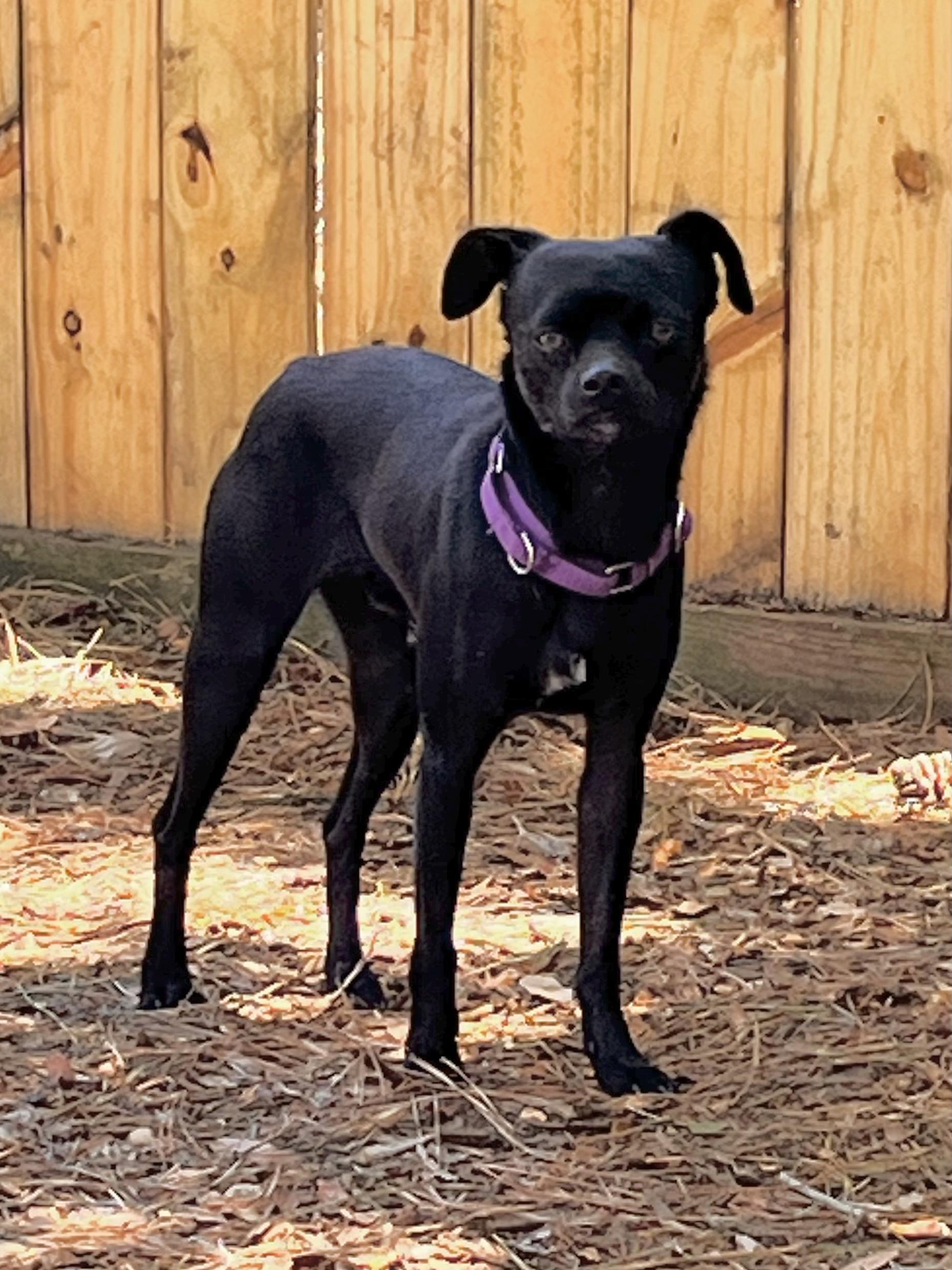 Elvis, Adoptable, Young Male Chihuahua.