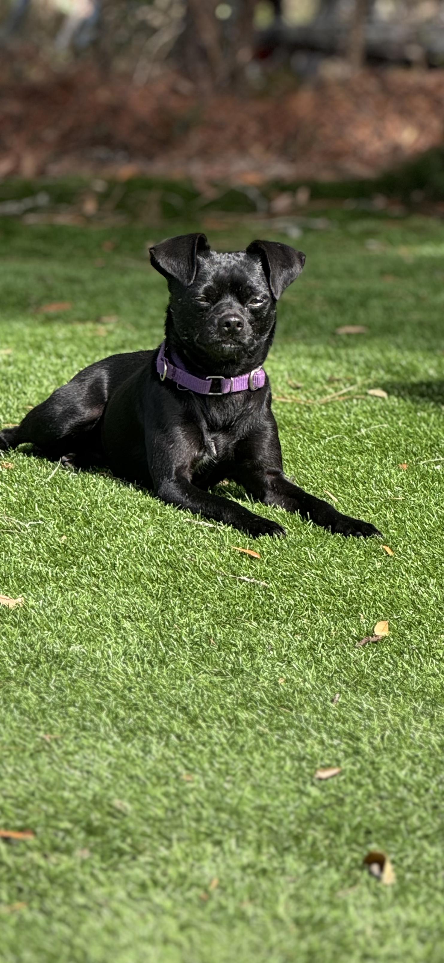 Enlarge Elvis, a Adoptable mixed breed in Pawleys Island, SC image 1/1