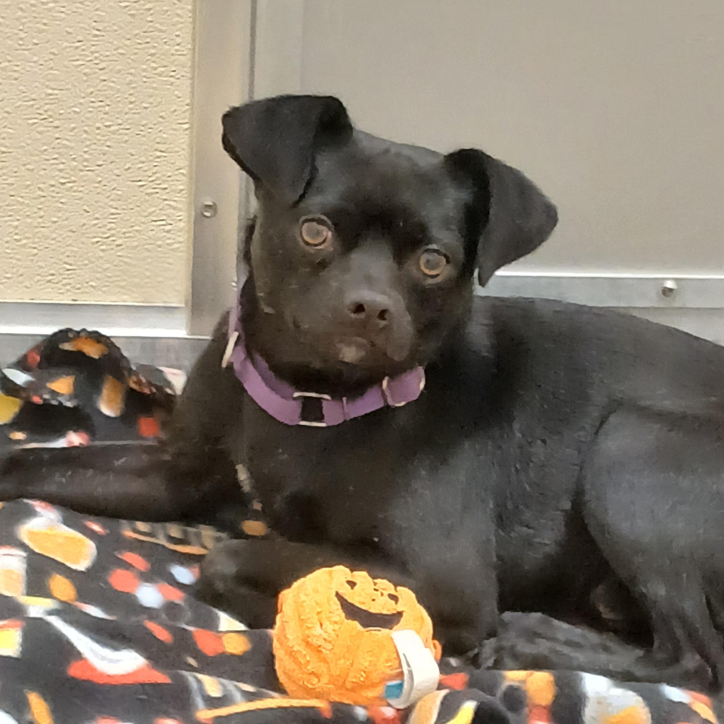 Elvis, a Adoptable mixed breed in Pawleys Island, SC image 4/4