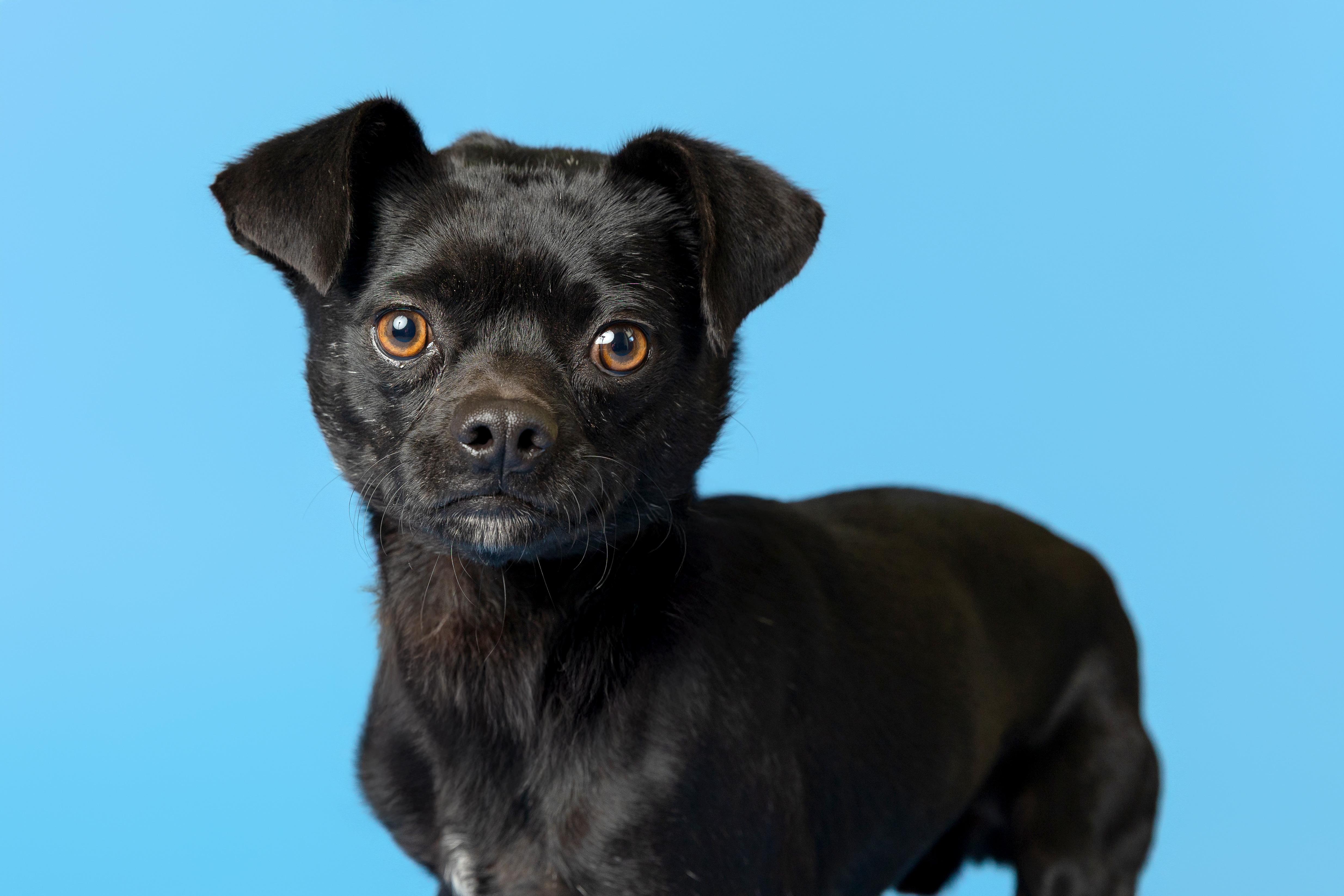 Elvis, a Adoptable mixed breed in Pawleys Island, SC image 1/4