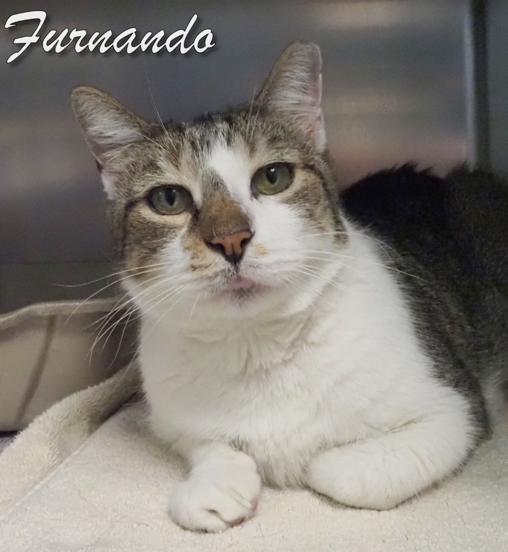 Enlarge Furnando, a Adoptable Domestic Short Hair in Cape May Court House, NJ image 1/6