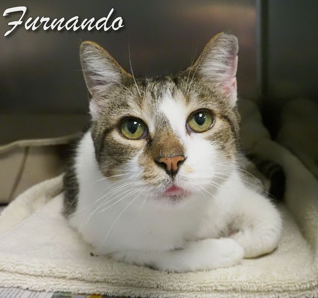 Enlarge Furnando, a Adoptable Domestic Short Hair in Cape May Court House, NJ image 2/6