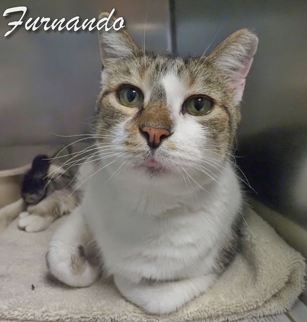 Enlarge Furnando, a Adoptable Domestic Short Hair in Cape May Court House, NJ image 3/6