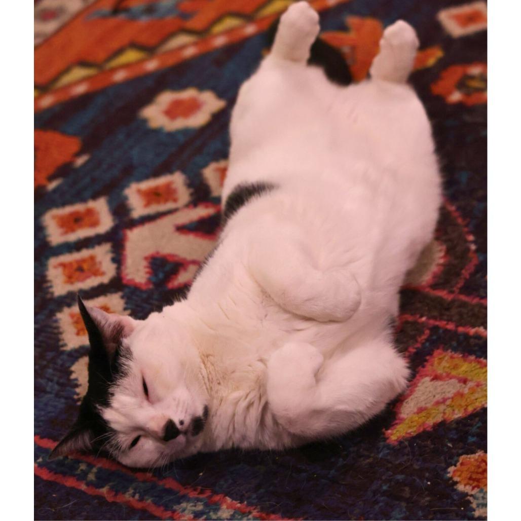 Nyla, Adoptable, Adult Female Domestic Short Hair.