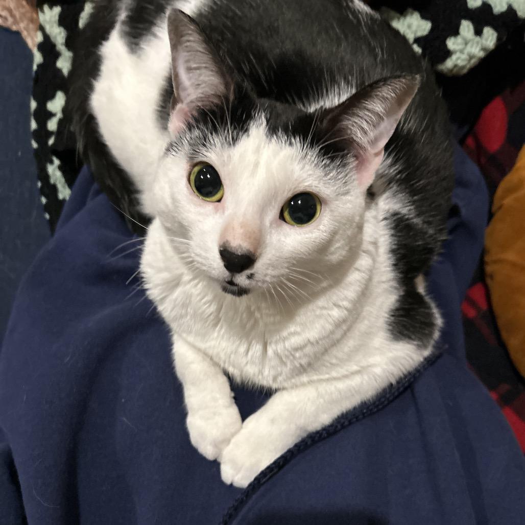 Nyla, a Adoptable Domestic Short Hair in Philadelphia, PA image 2/6