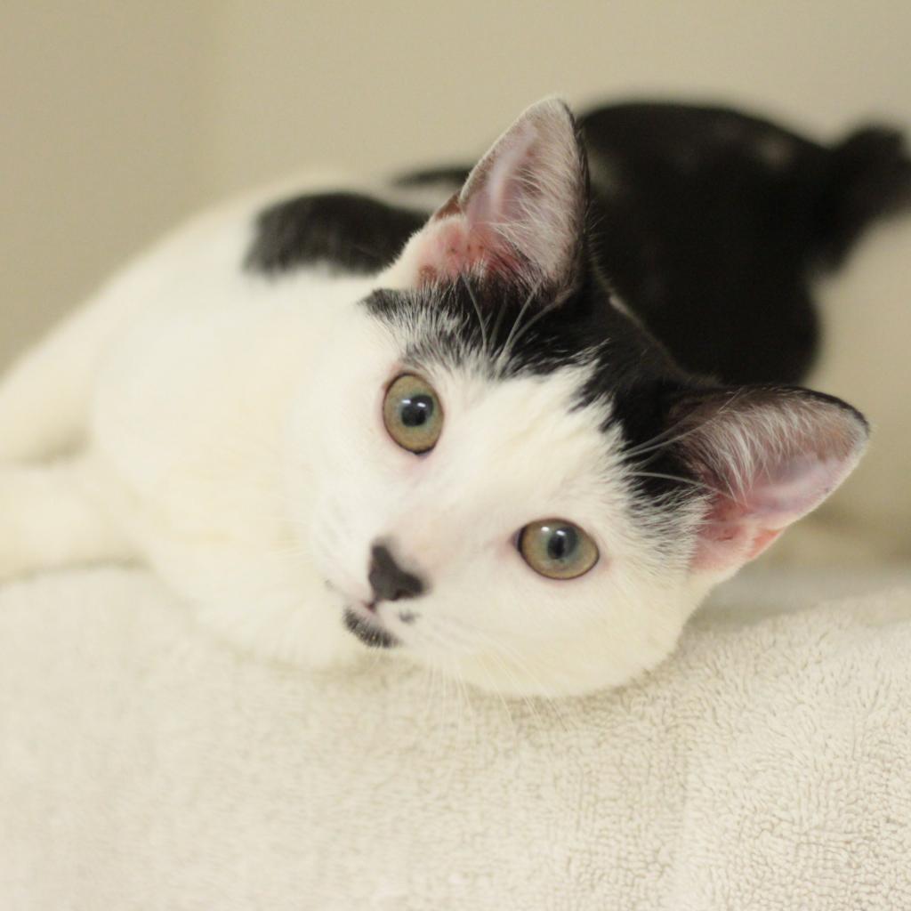 Nyla, a Adoptable Domestic Short Hair in Philadelphia, PA image 3/6