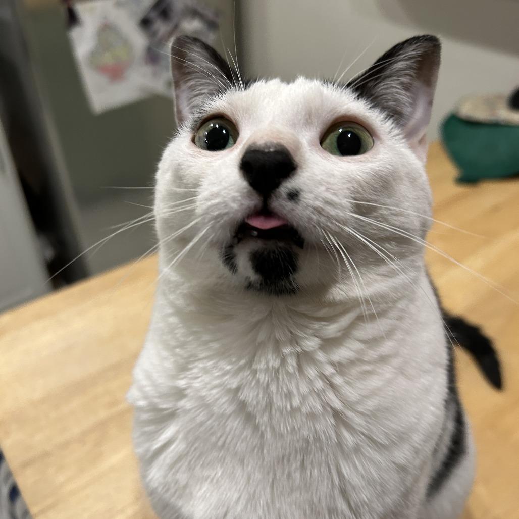 Nyla, a Adoptable Domestic Short Hair in Philadelphia, PA image 4/6