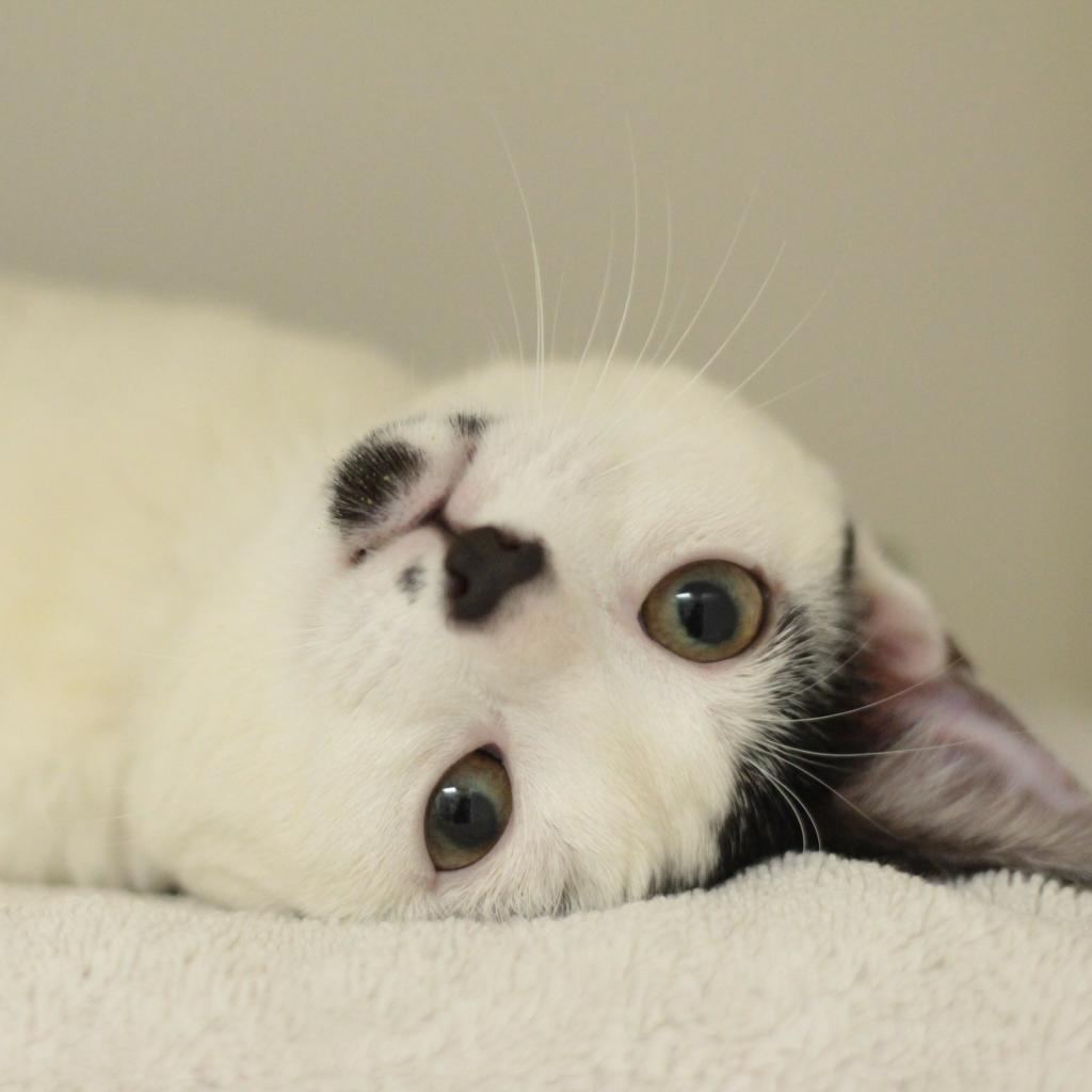 Nyla, a Adoptable Domestic Short Hair in Philadelphia, PA image 5/6