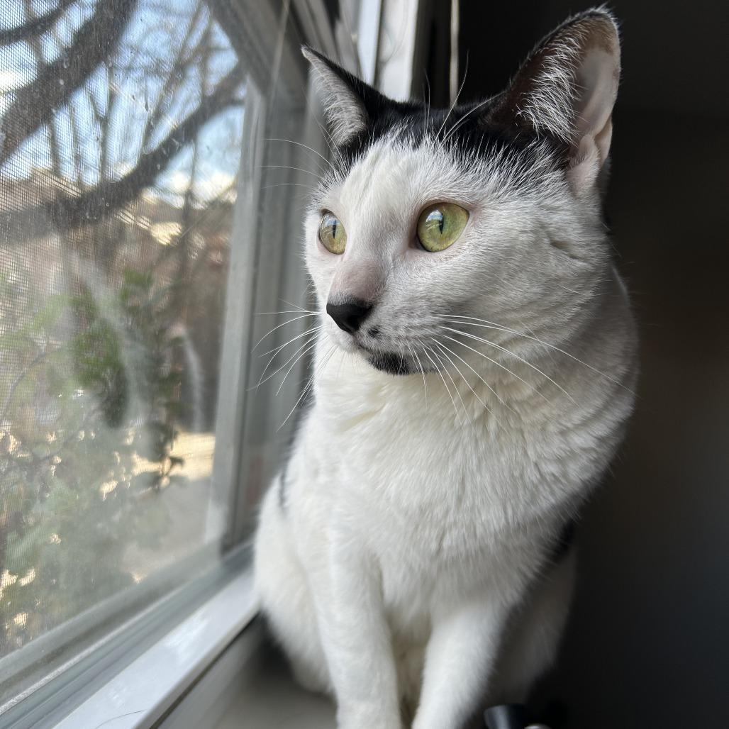 Nyla, a Adoptable Domestic Short Hair in Philadelphia, PA image 6/6