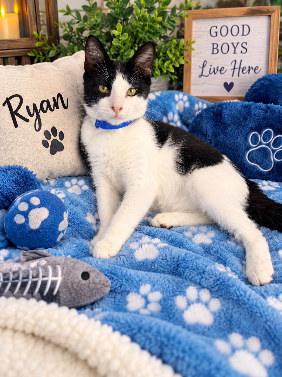 Enlarge Ryan, a Adoptable Tuxedo in Tavares, FL image 1/1