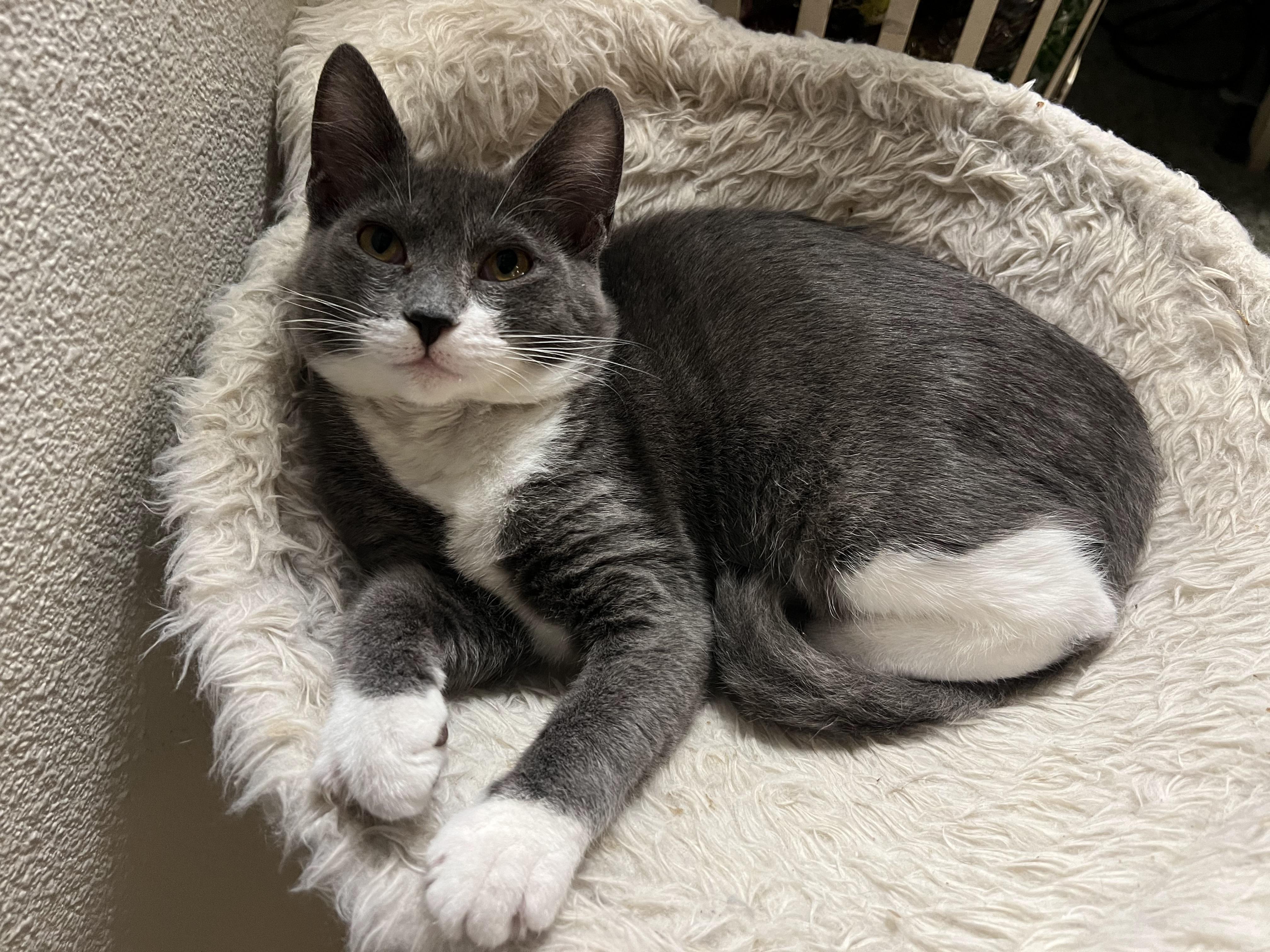 Delta, a Adoptable Domestic Short Hair in Pasco, WA image 1/5