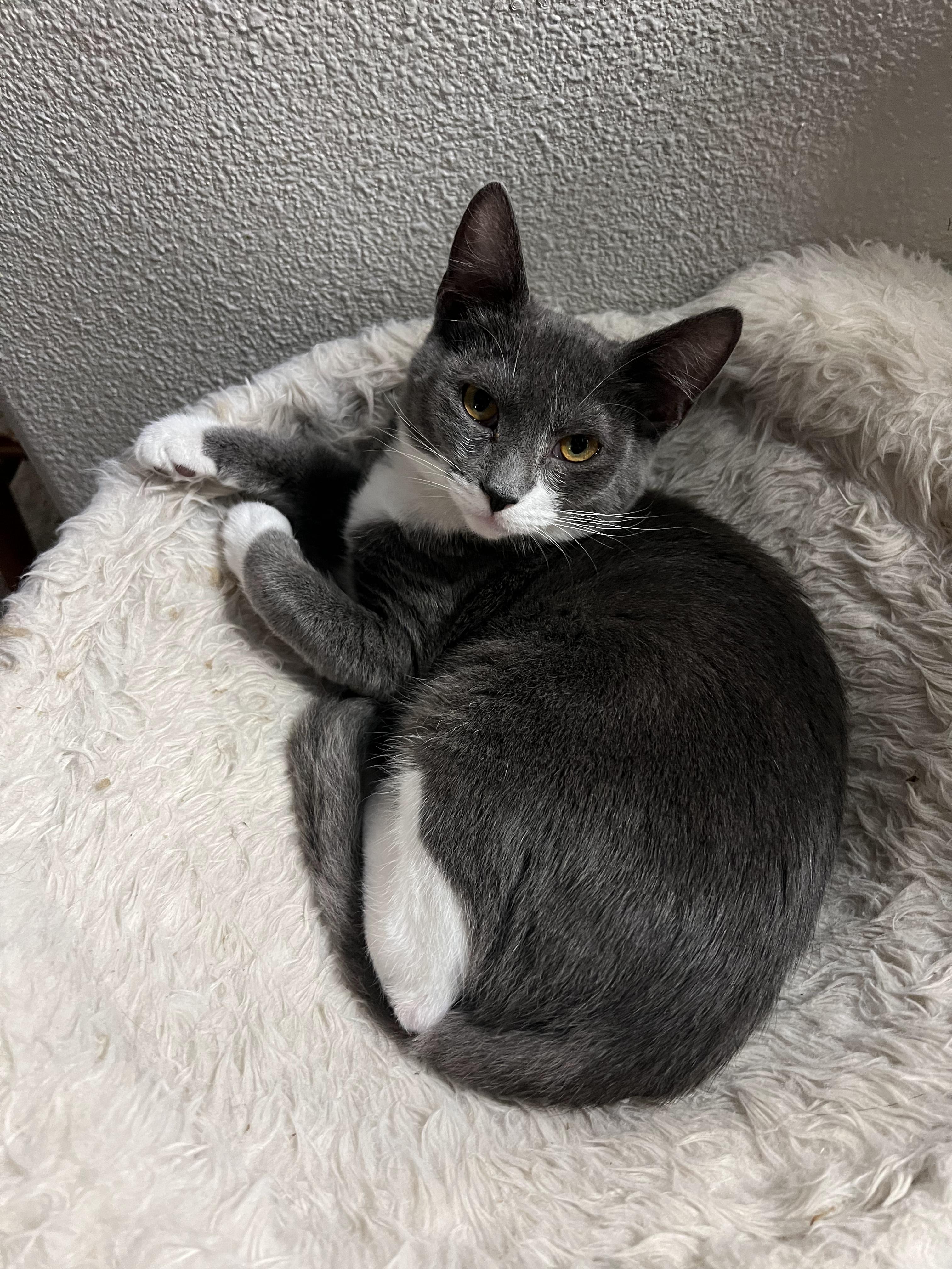 Delta, a Adoptable Domestic Short Hair in Pasco, WA image 2/5