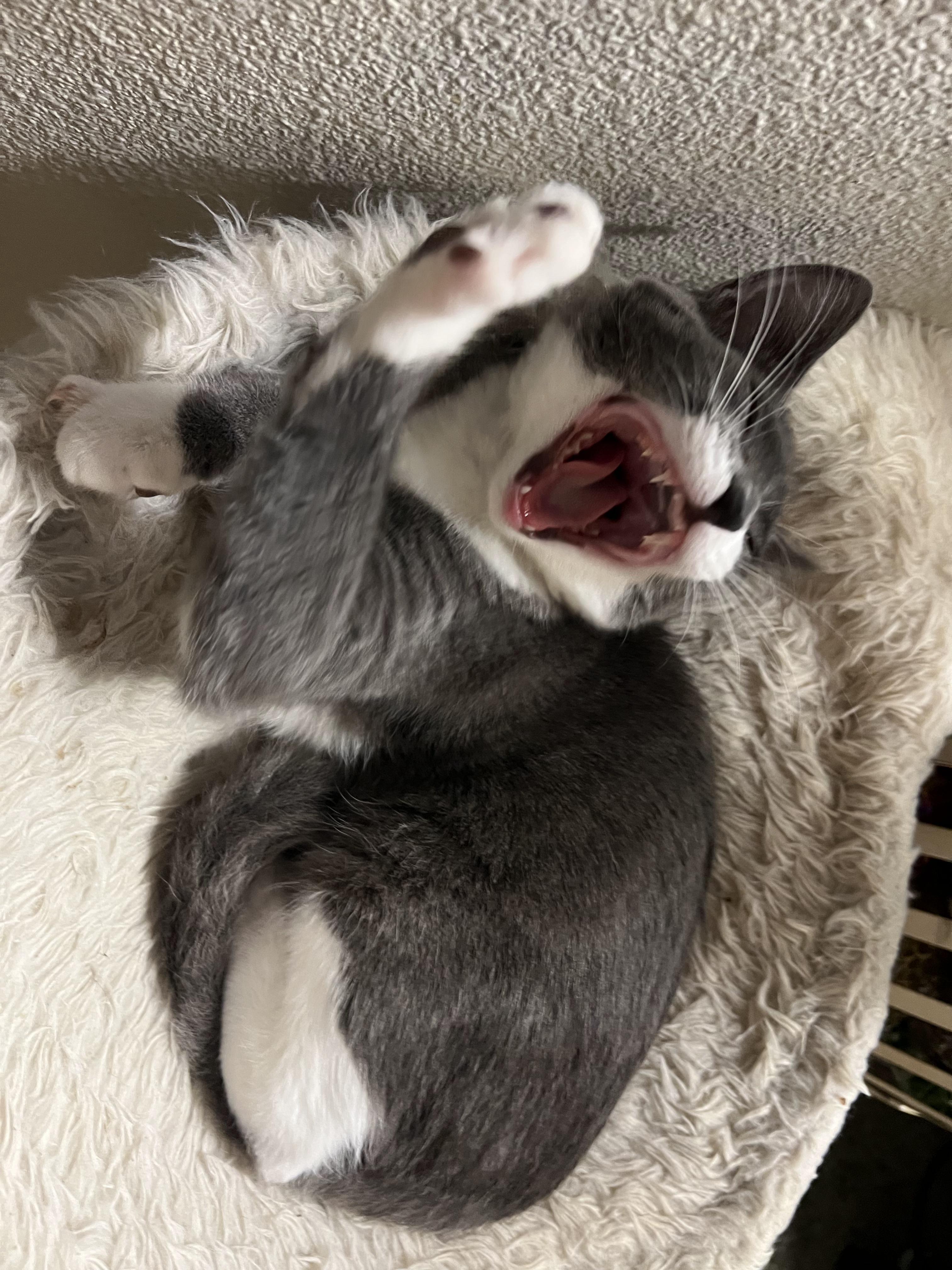 Delta, a Adoptable Domestic Short Hair in Pasco, WA image 3/5