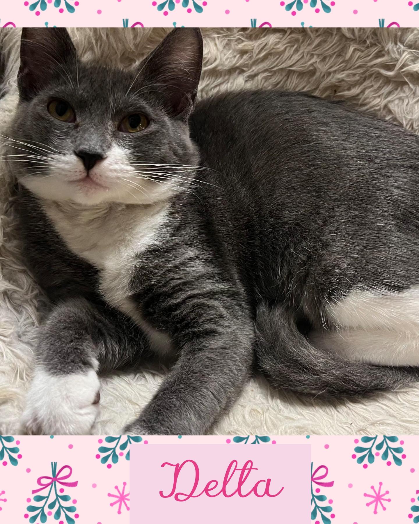 Delta, a Adoptable Domestic Short Hair in Pasco, WA image 4/5