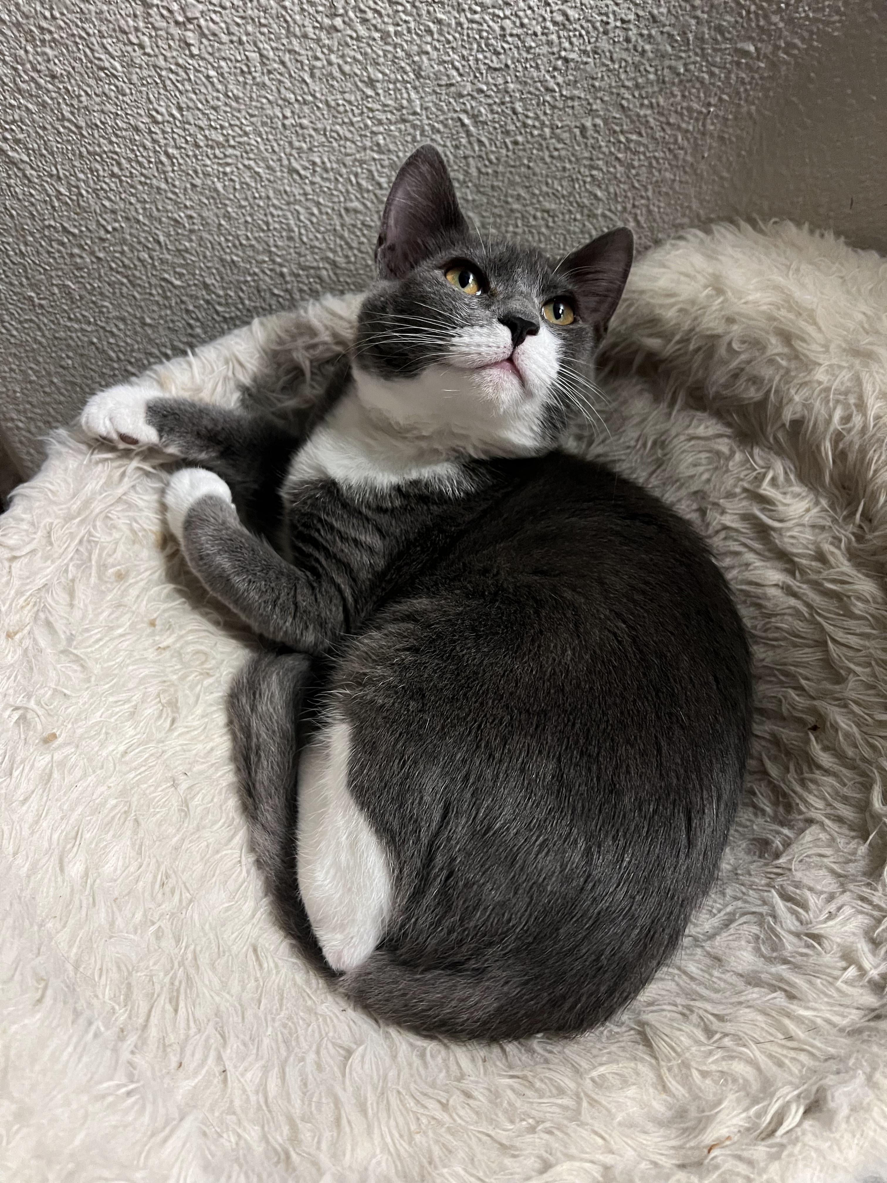 Delta, a Adoptable Domestic Short Hair in Pasco, WA image 5/5