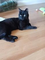 Coal, ADOPTABLE, Adult Male Domestic Short Hair.